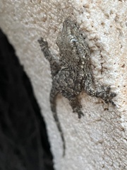 Tarentola mauritanica