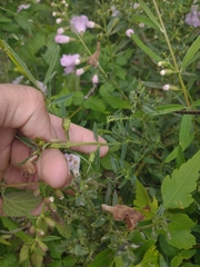 Agalinis genistifolia