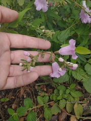 Agalinis genistifolia