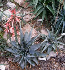 Aloe suprafoliata