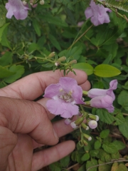 Agalinis genistifolia
