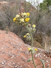 Oreocarya confertiflora