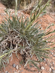 Oreocarya confertiflora