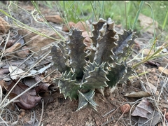 Huernia transvaalensis