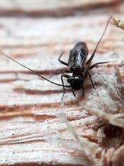 Epipsocidae