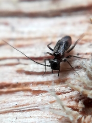 Epipsocidae