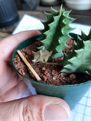 Huernia transvaalensis