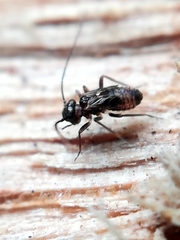 Epipsocidae