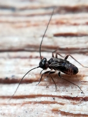 Epipsocidae