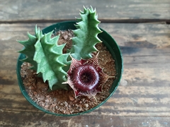 Huernia transvaalensis