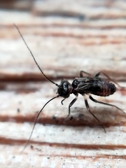 Epipsocidae