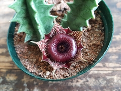 Huernia transvaalensis