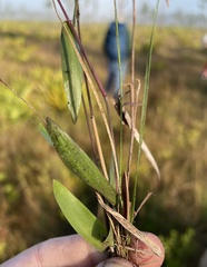 Dichanthelium leucothrix