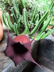 Stapelia leendertziae