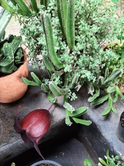 Stapelia leendertziae