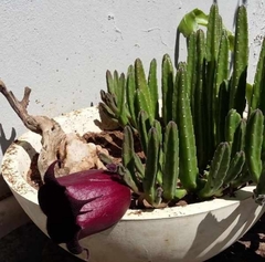 Stapelia leendertziae