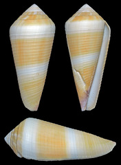Conus terebra
