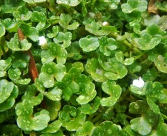 Ranunculus hederaceus