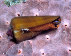 Conus terebra
