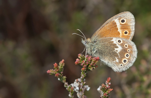Large Heath