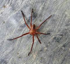 Sparassidae