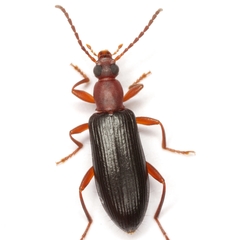 Statira pluripunctata
