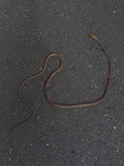 Dendrelaphis girii