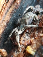 Anelasmocephalus cambridgei