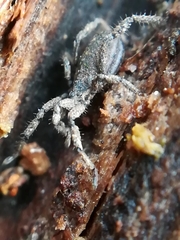 Anelasmocephalus cambridgei