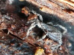 Anelasmocephalus cambridgei