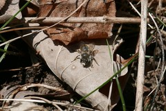 Osmia bicolor