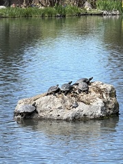 Trachemys scripta elegans