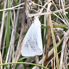 Lithostege duponcheli