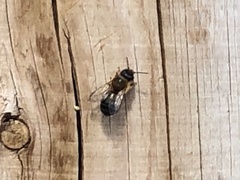 Anthophila