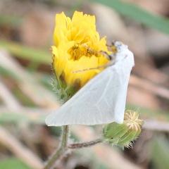 Lithostege duponcheli