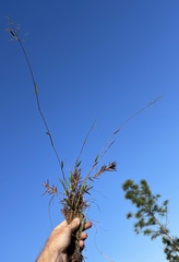 Dichanthelium patulum