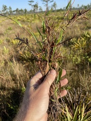 Dichanthelium patulum