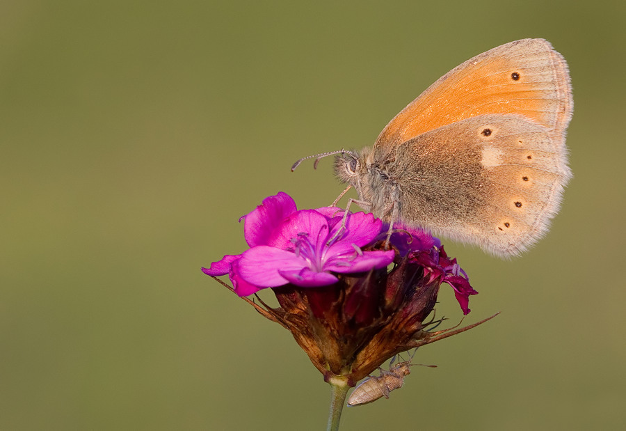 Eastern large Heath