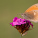 Eastern Large Heath - Photo (c) Paul Cools, some rights reserved (CC BY-NC), uploaded by Paul Cools