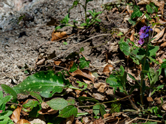 Pulmonaria stiriaca