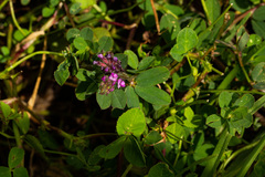 Trifolium usambarense