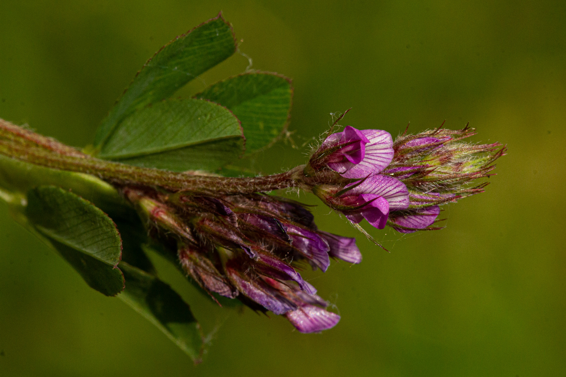 Trifolium usambarense