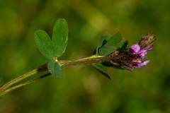 Trifolium usambarense