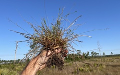 Dichanthelium ensifolium