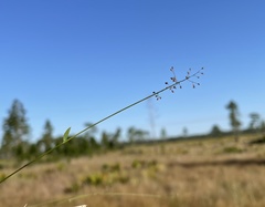 Dichanthelium ensifolium