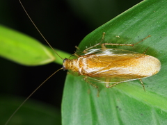 Neoblattellini