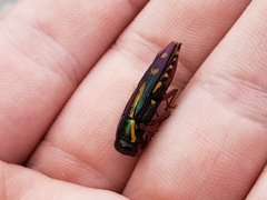 Buprestis rufipes