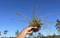 Dichanthelium ensifolium