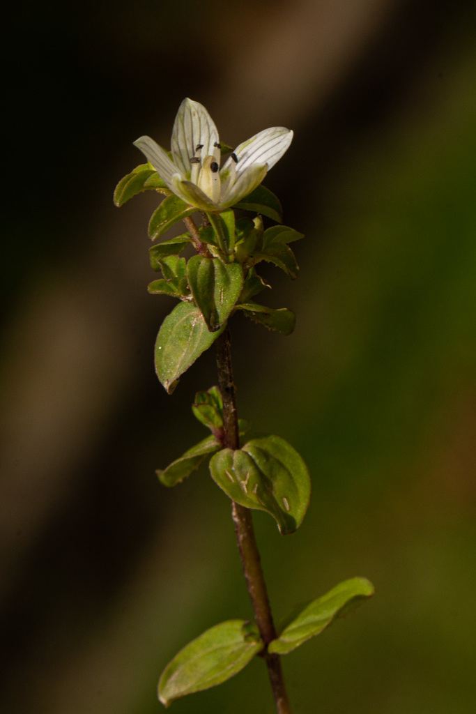 Swertia brownii