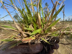 Dichanthelium ensifolium